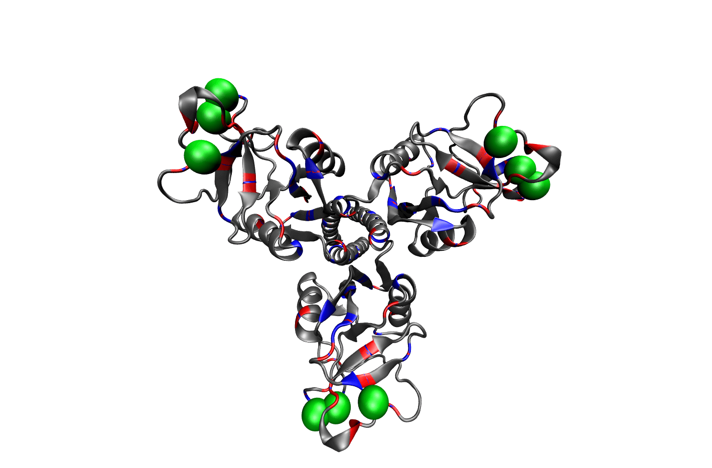 Trimeric structure of Surfactant Protein D (SP-D). Negatively charged residues are shown in red, positive residues are shown in blue, and neutral residues are shown in grey, and the calcium ions are shown in green.
