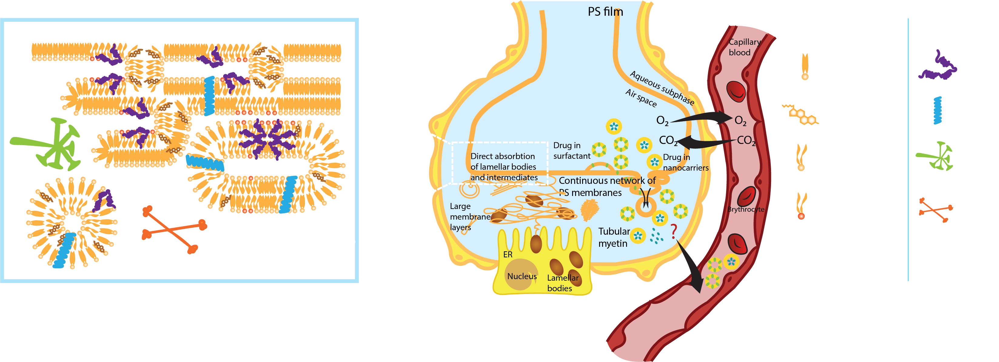 A schematic showing the major components of the Pulmonary Surfactant system, located at the air-water interface lining the alveoli.