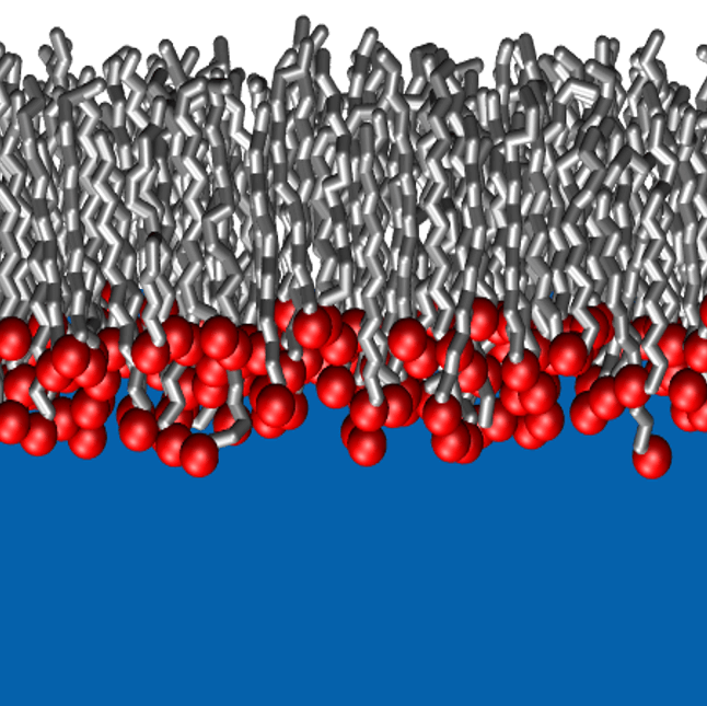 A Langmuir monolayer comprised of pentadecanoic acid (PDA) molecules. The hydrophilic heads (shown as red spheres) are located in water while the hydrophilic tails (shown as grey chains) are located in air.