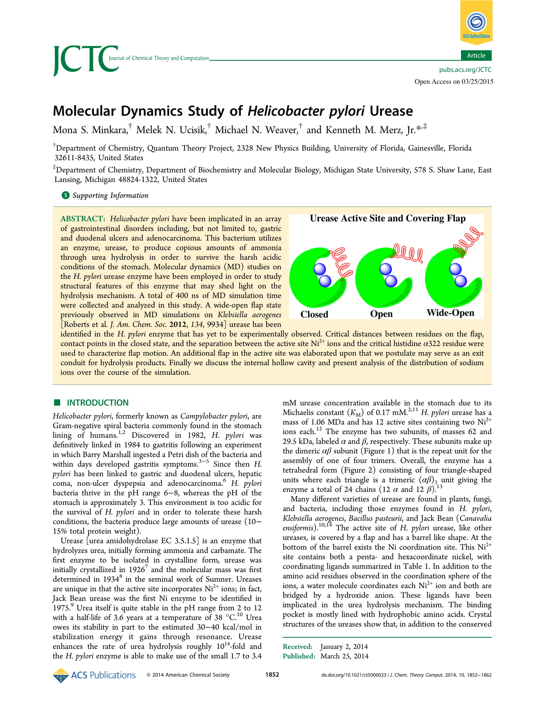 Molecular Dynamics Study of Helicobacter Pylori Urease