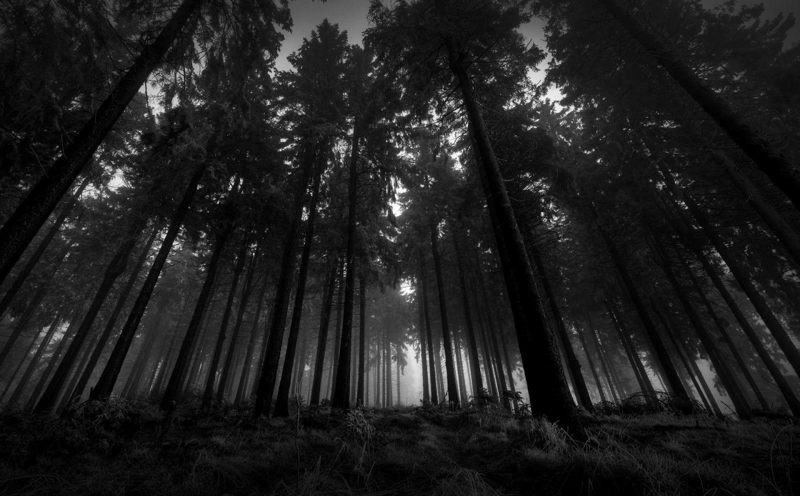   White text on a black and white picture of a dense forest. Little light makes is through the treetops. The text reads, Inclusion is a mindset. It is a way of thinking. It is not a program that we run or a classroom in our school or a favor we do for someone. Inclusion is who we are. It is who we must strive to be. - Lisa Friedman