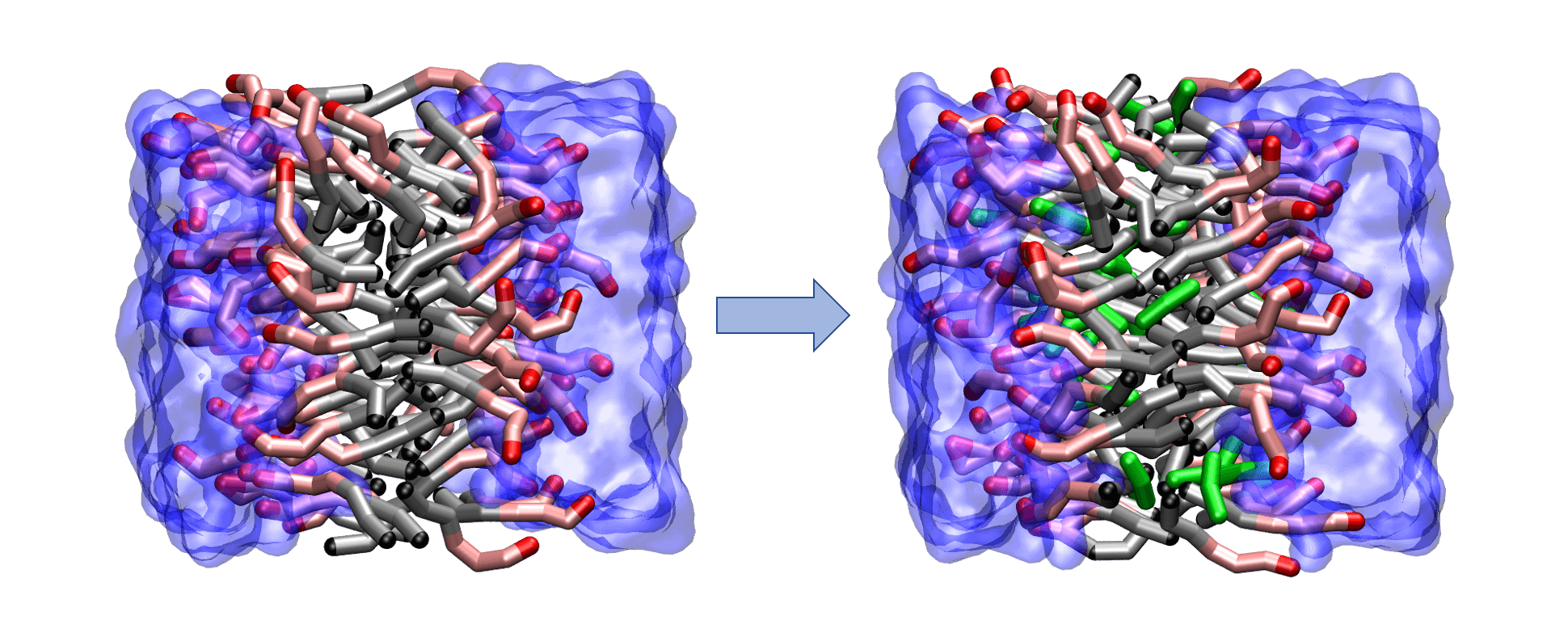 A triethylene glycol mono-n-decyl ether (C10E3) bilayer in water before (left) and after (right) simulated loading of 1-hexanol molecules (shown in green).