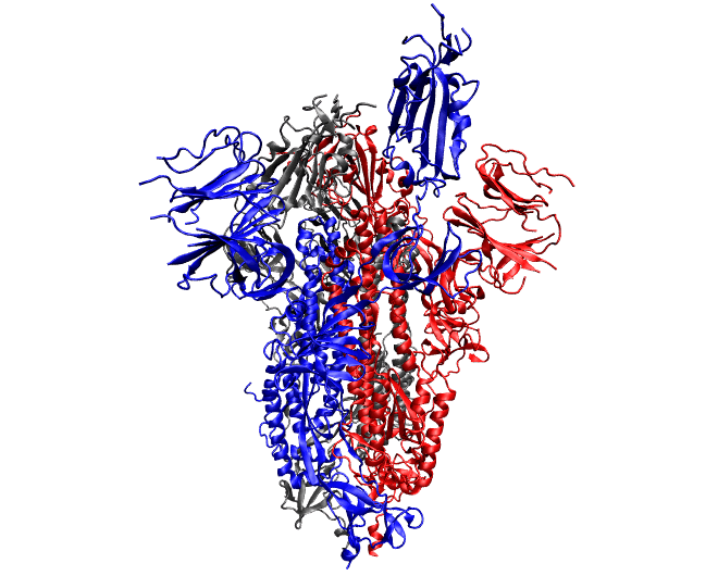 Structure of one of the SARS-CoV-2 coronavirus proteins.