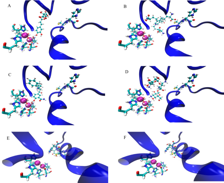 The K. aerogenes urease active site (shown as a blue ribbon) is docked with: caftaric acid (A), desmosine (B), labetalol (C), kanamycin (D), quercetin (E), and eipgallocatechin (F).