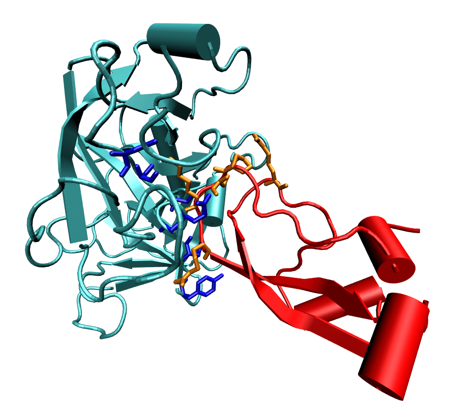 The trypsin-BPTI complex structure. Key residues for binding are shown in dark blue and orange for trypsin and BPTI, respectively. The remaining trypsin structure is colored in cyan and the remaining BPTI is colored in red.